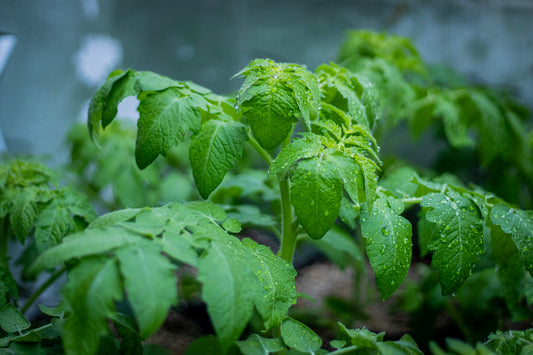 What's the deal with our tomato seedlings?